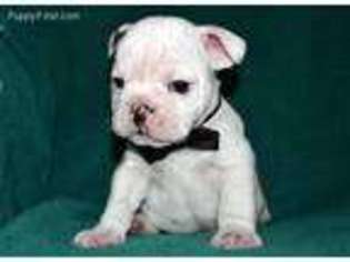 Bulldog Puppy for sale in Greenwood, MO, USA