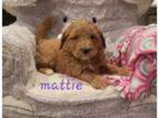 Goldendoodle Puppy for sale in Barto, PA, USA
