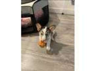 Pembroke Welsh Corgi Puppy for sale in San Marcos, CA, USA