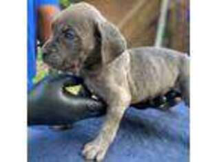 Cane Corso Puppy for sale in Gastonia, NC, USA