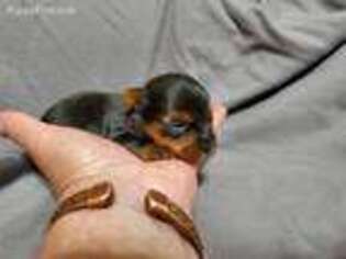 Yorkshire Terrier Puppy for sale in Vinemont, AL, USA