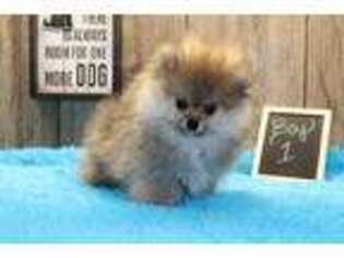 Pomeranian Puppy for sale in Sparta, WI, USA