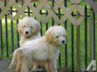 Goldendoodle Puppy for sale in TAUNTON, MA, USA
