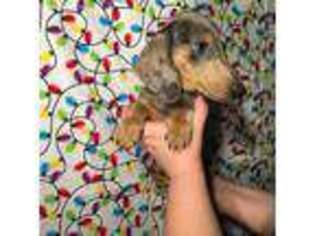 Dachshund Puppy for sale in Fort Worth, TX, USA