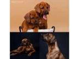 Rhodesian Ridgeback Puppy for sale in Leander, TX, USA