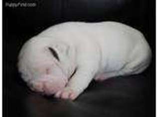 American Bulldog Puppy for sale in Unknown, , USA