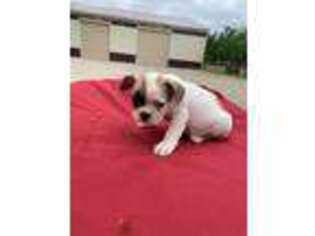 Miniature Bulldog Puppy for sale in De Graff, OH, USA