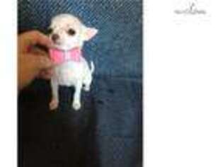Chihuahua Puppy for sale in Stockton, CA, USA