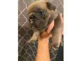 French Bulldog Puppy for sale in Elyria, OH, USA