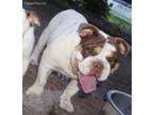 Bulldog Puppy for sale in Lumber Bridge, NC, USA