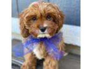 Cavapoo Puppy for sale in Dallas, TX, USA