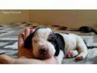 Basset Hound Puppy for sale in Pilot Rock, OR, USA