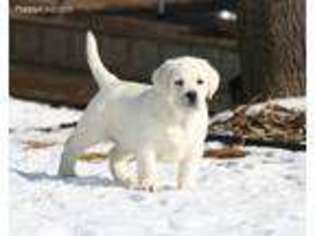 Labrador Retriever Puppy for sale in Missoula, MT, USA