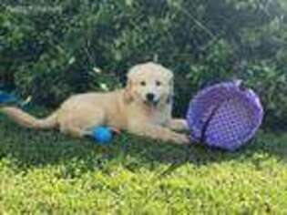 Goldendoodle Puppy for sale in Andalusia, AL, USA