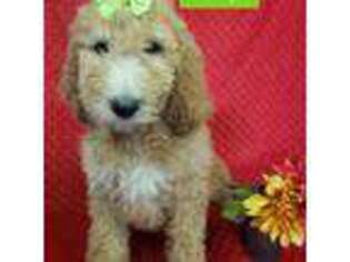 Goldendoodle Puppy for sale in Neillsville, WI, USA