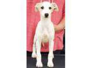Whippet Puppy for sale in Max Meadows, VA, USA