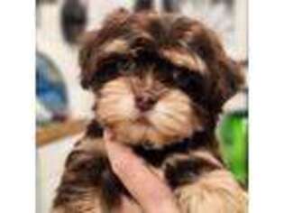 Havanese Puppy for sale in Imlay City, MI, USA
