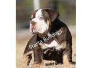Bulldog Puppy for sale in Aledo, TX, USA