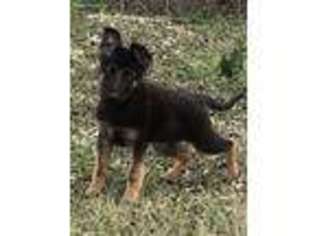 German Shepherd Dog Puppy for sale in Rosharon, TX, USA