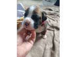 Boxer Puppy for sale in Alma, MI, USA