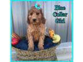Goldendoodle Puppy for sale in Greeley, CO, USA