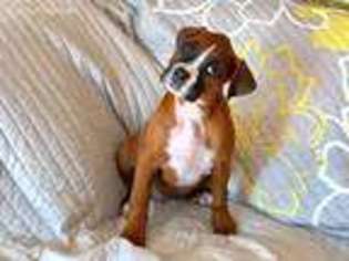 Boxer Puppy for sale in Hartville, MO, USA