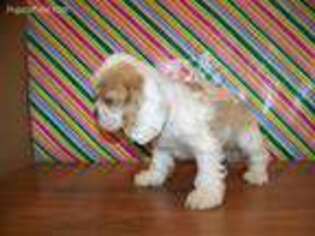 Cocker Spaniel Puppy for sale in Crawfordsville, IN, USA