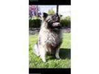 Keeshond Puppy for sale in Blackfoot, ID, USA