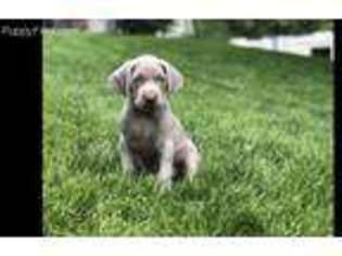 Weimaraner Puppy for sale in Knoxville, IA, USA
