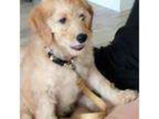 Goldendoodle Puppy for sale in Redlands, CA, USA