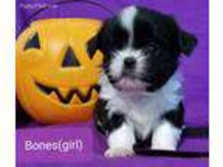 Shinese Puppy for sale in Blum, TX, USA