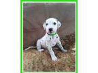 Dalmatian Puppy for sale in Roopville, GA, USA
