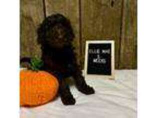 Labradoodle Puppy for sale in Bedford, VA, USA