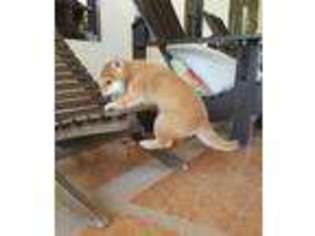 Shiba Inu Puppy for sale in COOPERSVILLE, MI, USA