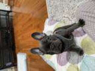 French Bulldog Puppy for sale in Tallmadge, OH, USA