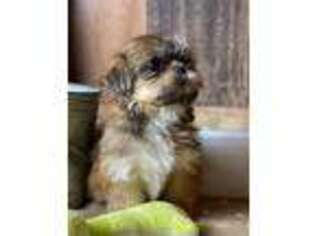 Mutt Puppy for sale in Lansing, IA, USA