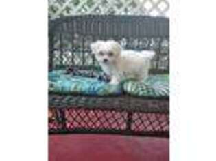 Maltese Puppy for sale in Kingston, GA, USA