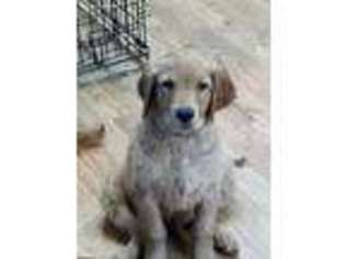 Golden Retriever Puppy for sale in Council Bluffs, IA, USA