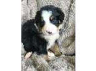 Bernese Mountain Dog Puppy for sale in Batavia, OH, USA