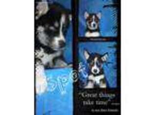 Siberian Husky Puppy for sale in North East, MD, USA