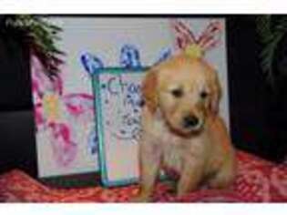 Golden Retriever Puppy for sale in Marshall, MI, USA