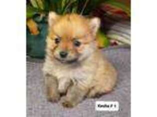 Pomeranian Puppy for sale in Headland, AL, USA