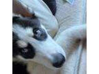 Siberian Husky Puppy for sale in Westbury, NY, USA