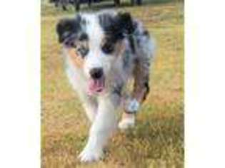 Australian Shepherd Puppy for sale in Wylie, TX, USA
