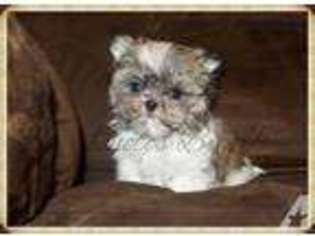 Mi-Ki Puppy for sale in ALLEGAN, MI, USA