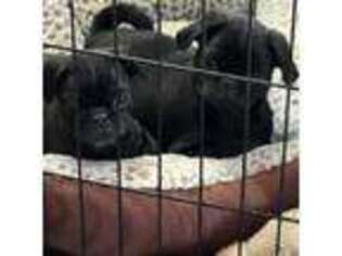 Pug Puppy for sale in Wilmington, NC, USA