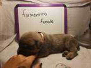 Cane Corso Puppy for sale in Moose Lake, MN, USA