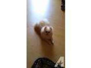 Pomeranian Puppy for sale in SAN DIEGO, CA, USA