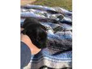 Labrador Retriever Puppy for sale in Granger, IA, USA