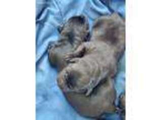 Labrador Retriever Puppy for sale in Eaton, CO, USA